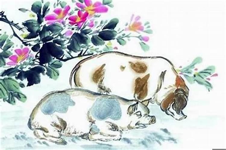 属猪的与属什么的合婚？