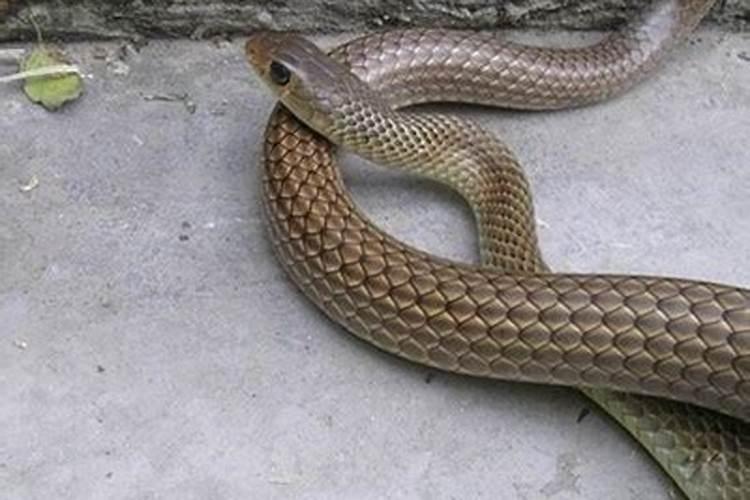 梦见大蛇是什么意思男人？