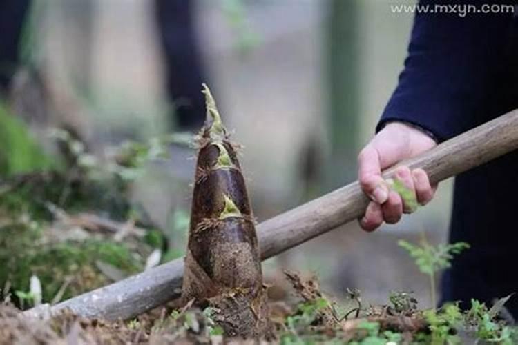 梦见挖笋什么意思？