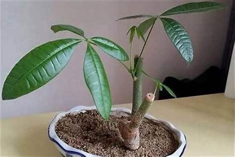 怎样用土方法招财？