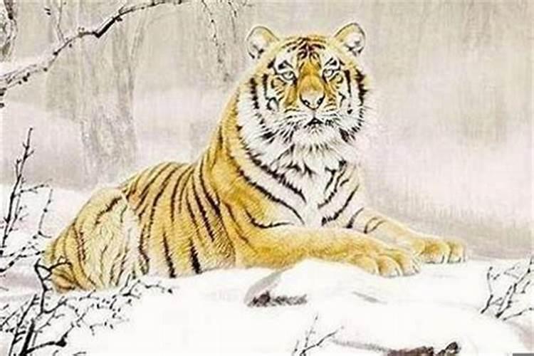 35岁属虎女在2026年的运势