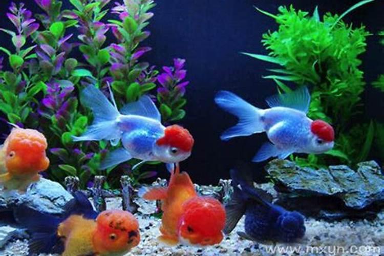 梦见很多红色金鱼在河里游解梦？