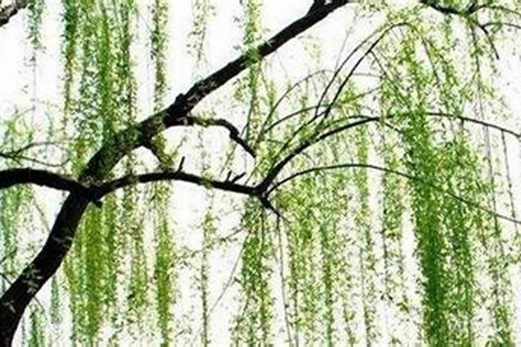 梦见柳树是什么意思？