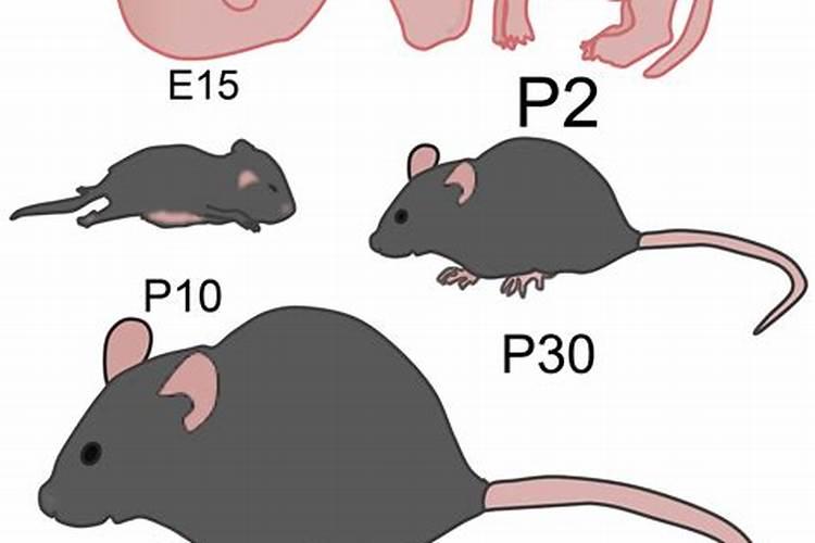 冬至前后出生的鼠宝宝