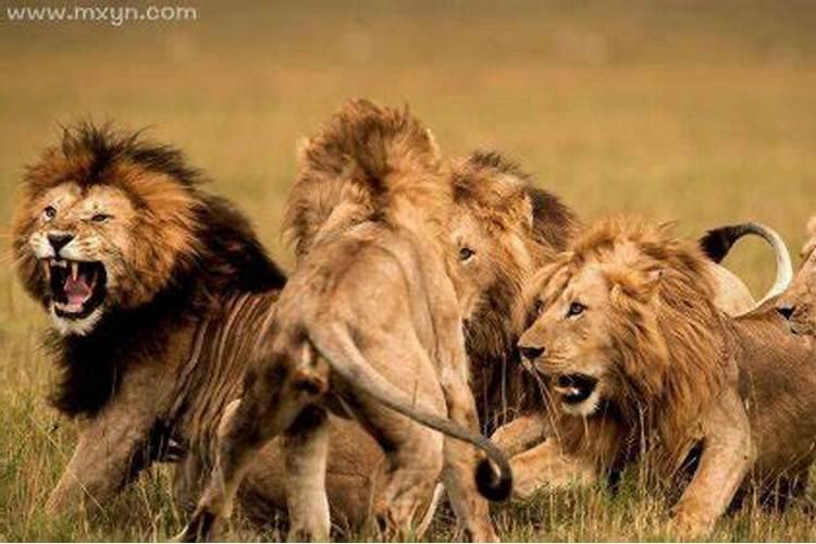梦见狮子咬我是什么预兆？