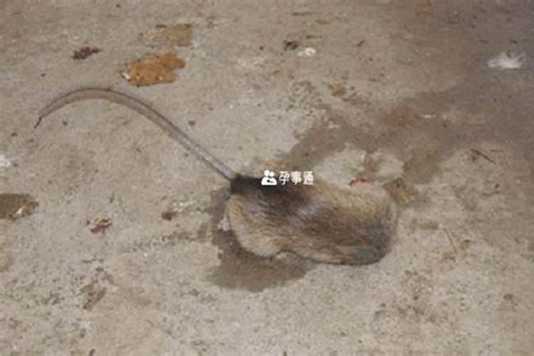 梦见死老鼠