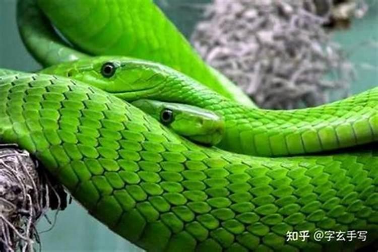 老年人梦见蛇表示什么？