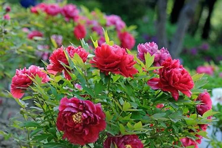 洛阳哪里算姻缘比较准？