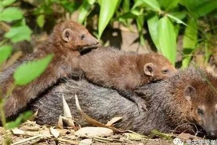 家里进黄鼠狼是什么预兆？