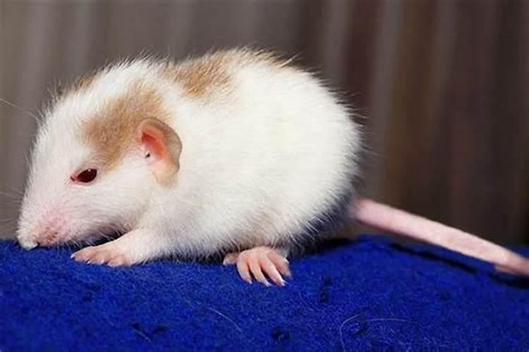 72年属鼠人2026年运势运程