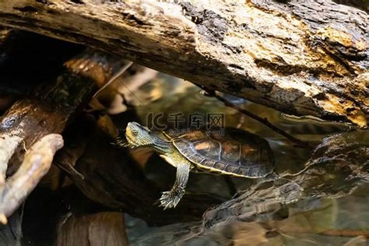 梦见很多乌龟在池塘里游泳？