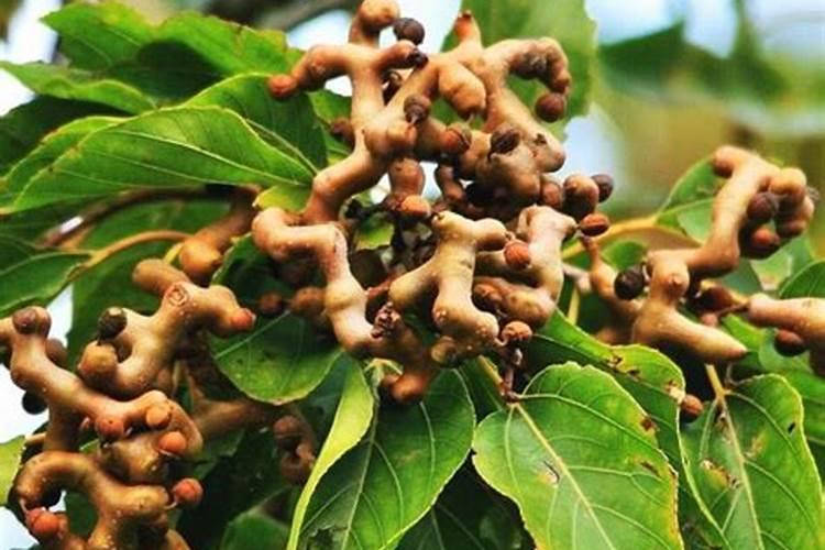 梦见拐枣树上结满了拐枣