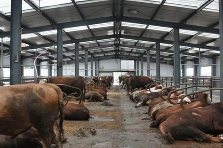 立冬后养牛注意什么问题？