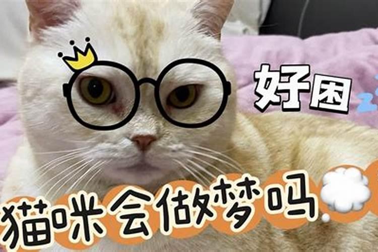 猫会做梦吗？