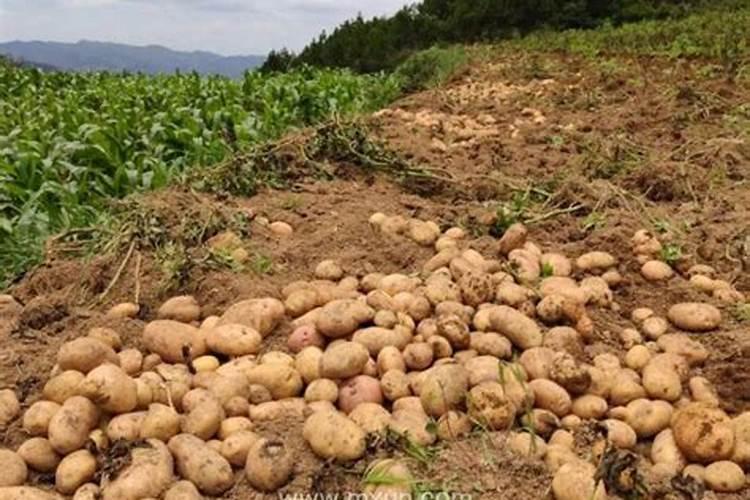 梦见种洋芋是什么意思？