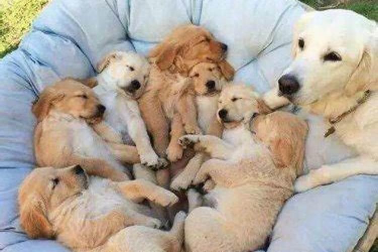 梦见狗生了一窝可爱的小狗