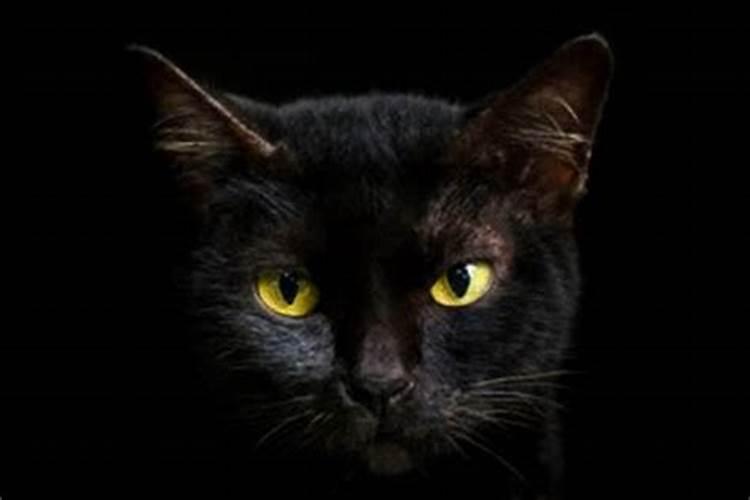 梦见猫是什么预兆女性生殖疾病？