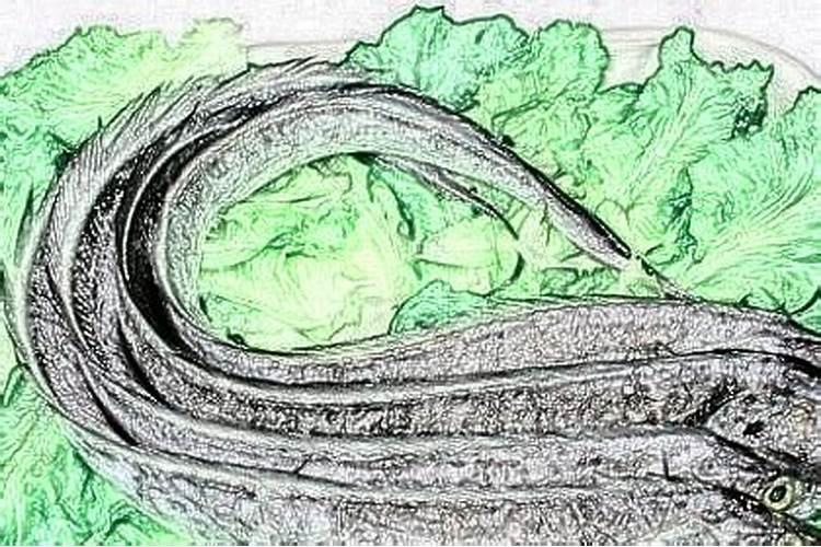 梦见带鱼是什么预兆？