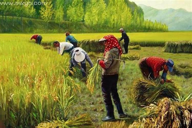 梦到自己割谷子是什么预兆？