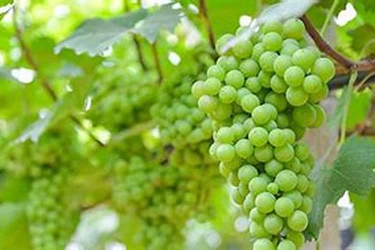 梦见提子是什么意思？