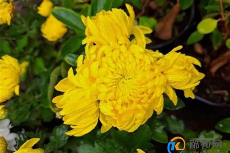 腊月菊花啥意思？