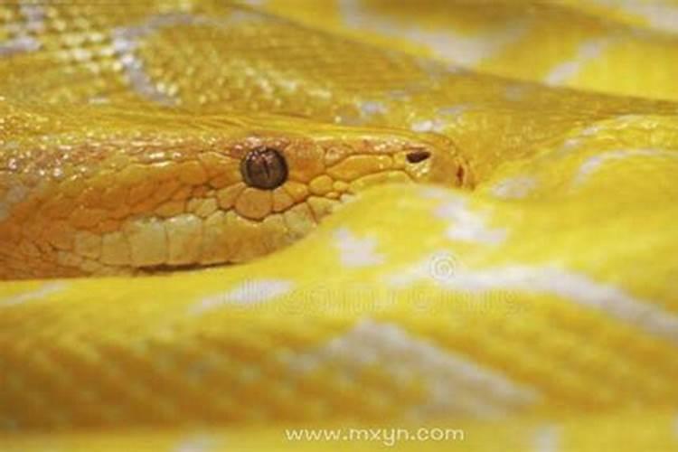 怀孕梦见黄蛇有什么预兆吗？