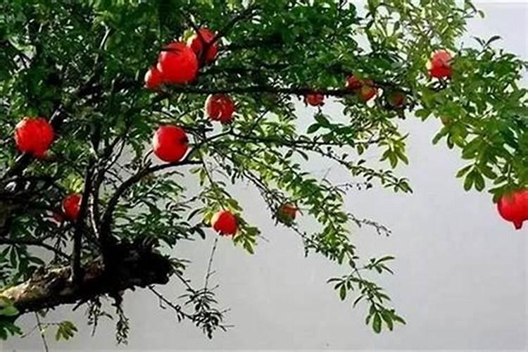 石榴木和什么合婚？