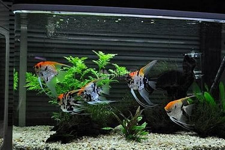 鱼缸养几条鱼最好风水13条？