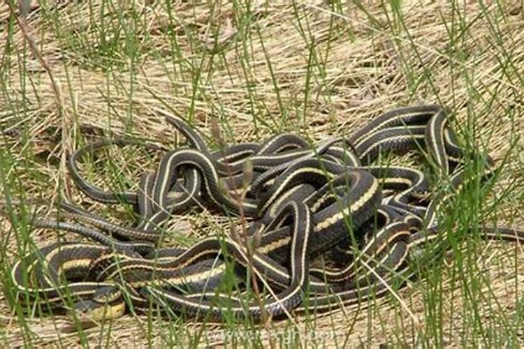 梦见很多蛇是什么预兆男人女人？