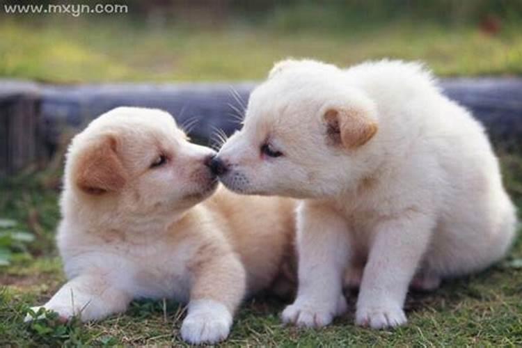 梦见狗狗是什么意思呢女人？