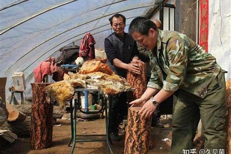 太岁现身捡到有福吗？