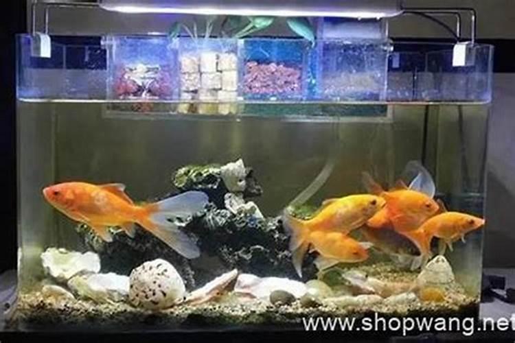 鱼缸风水鱼养几条最好？