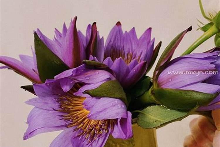 梦见死去的哥哥又活过来了