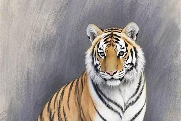 2026年生肖虎运程如何？