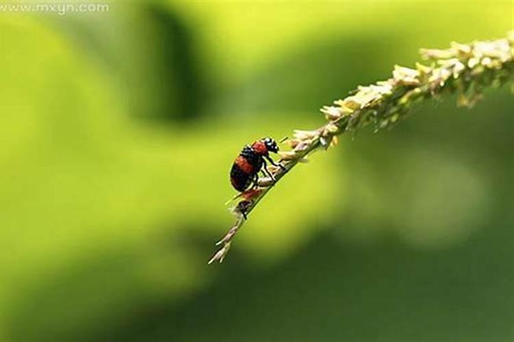 梦见好多小虫子飞过来？