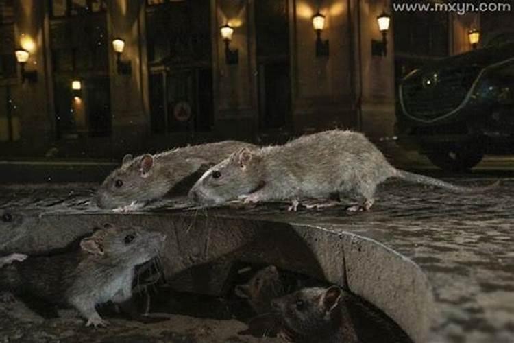 梦见老鼠往家里跑是什么意思？