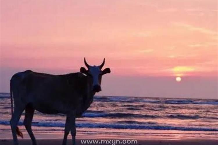 梦见牛要追我我躲开了