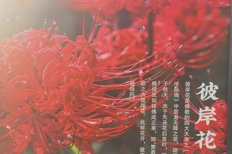 中秋节的花有哪些？