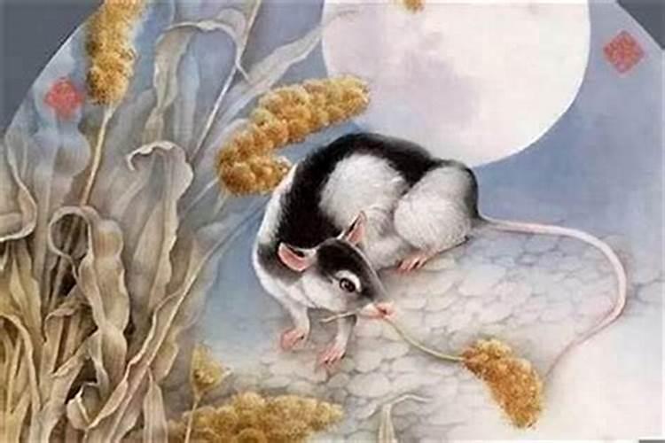 属鼠人几月出生好运势？