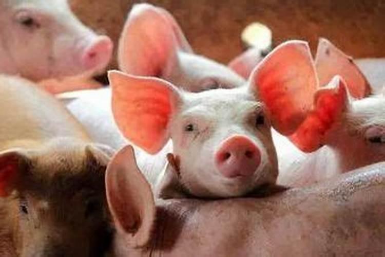 男性83属猪2026年运程