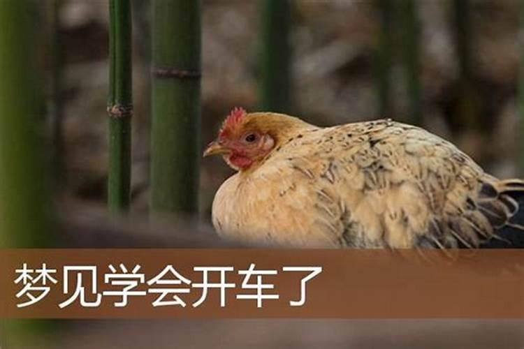 梦到自己学会了开车