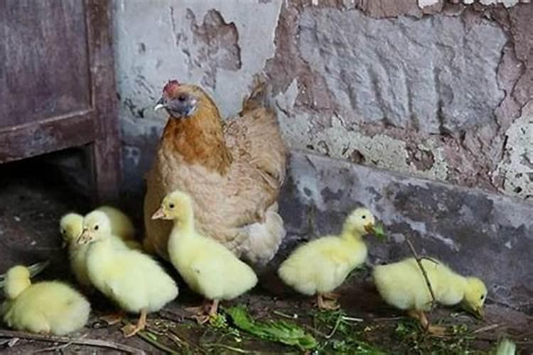 93年鸡与95年猪合婚吗？