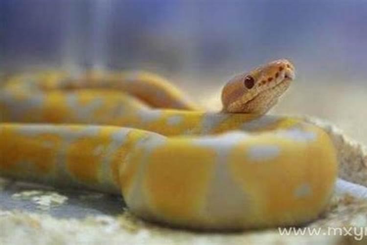 怀孕梦见蟒蛇是男孩女孩