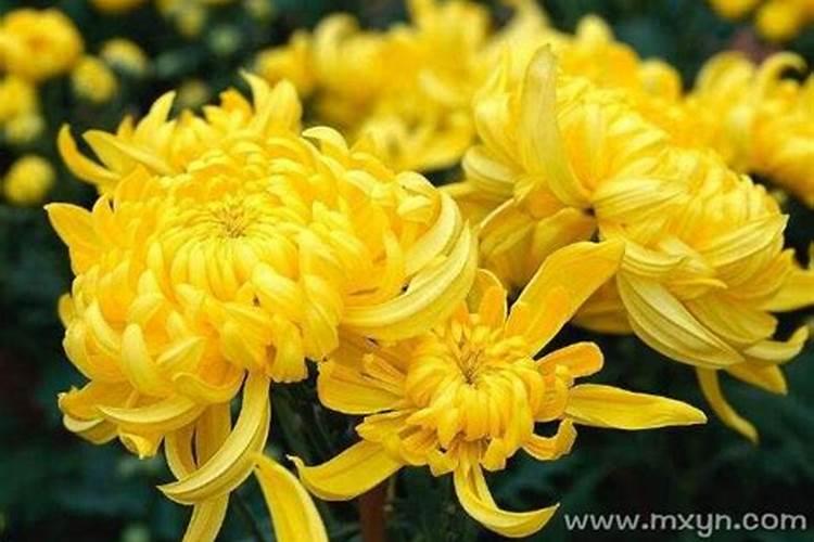 梦到菊花是什么意思？