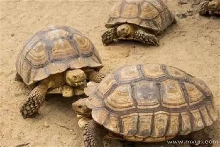 梦见很多乌龟什么预兆？