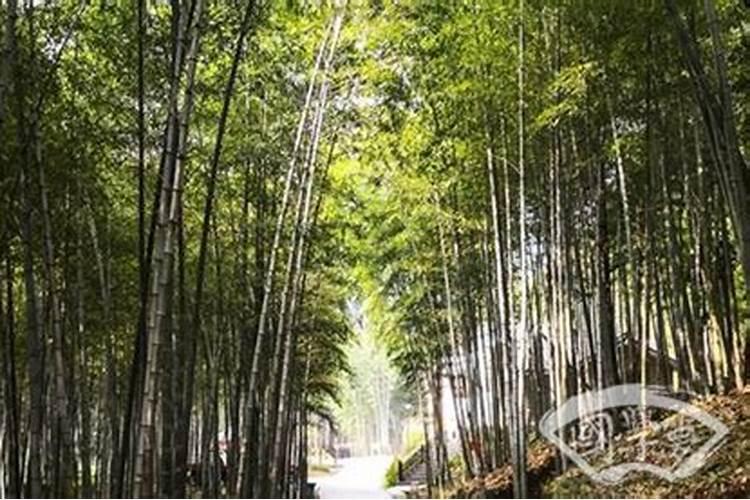 梦见竹子什么意思？