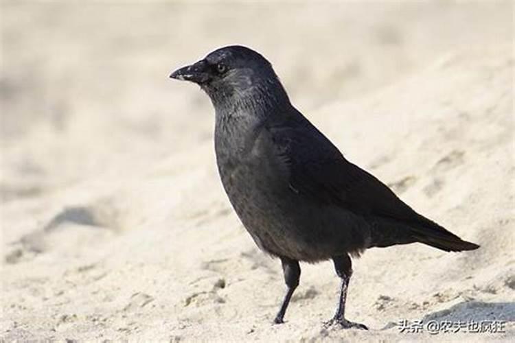 七腊八冻死寒鸦什么意思？