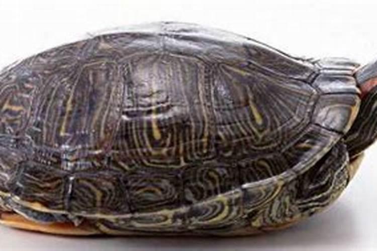 梦见捡到乌龟是什么意思呢？