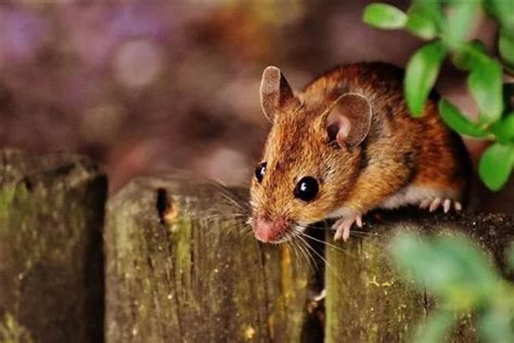 梦到老鼠是咬自己屁股什么意思？