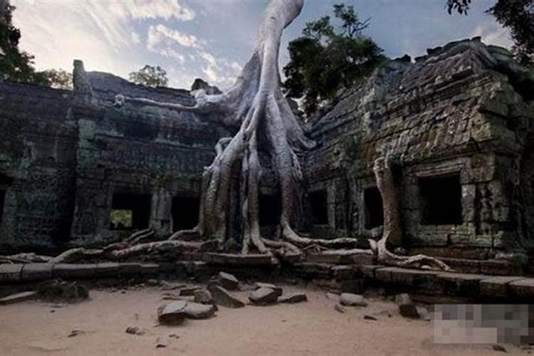 腊月猴子好不好？